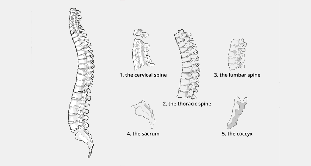 Bett1.de cervical spine information illustration